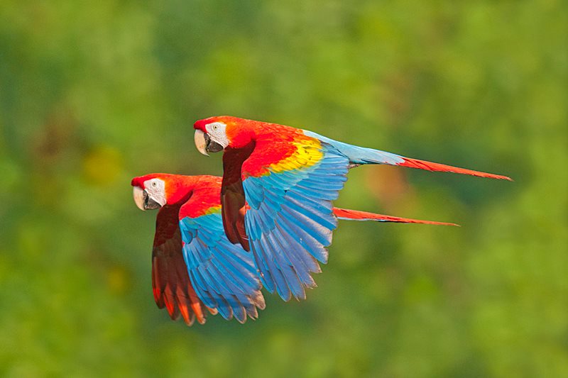 Parrots Flying In The Rainforest - XciteFun.net