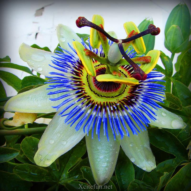 Most Amazing an Unique Flowers All over The World - XciteFun.net
