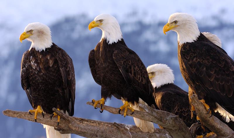 Beautiful Groups of Alaska Eagles - XciteFun.net