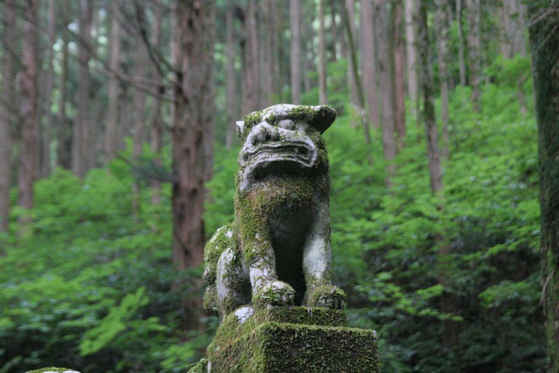 A Visit To Forest Shrine in Japan - XciteFun.net