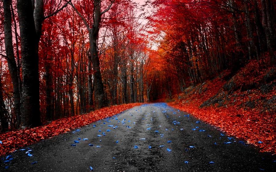 Nature In Red Color - Amazing - Virtual University of Pakistan