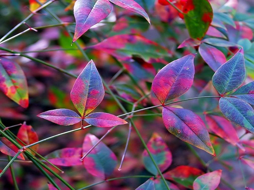 Leave s. Листья растений. Лист Colours. Листья Color leaves 18cm декоративные. Colorful Tropical leaves Wallpaper.