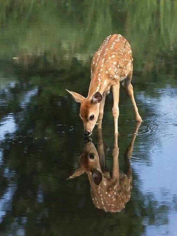 Animals Reflection in The Water - XciteFun.net