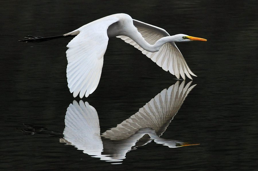 Animals Reflection in The Water - XciteFun.net