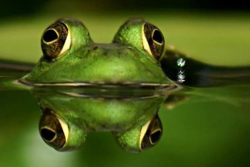 Animals Reflection in The Water