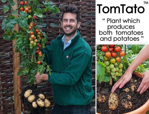 Tomtato Plant That Grows Tomato And Potato Together 1470