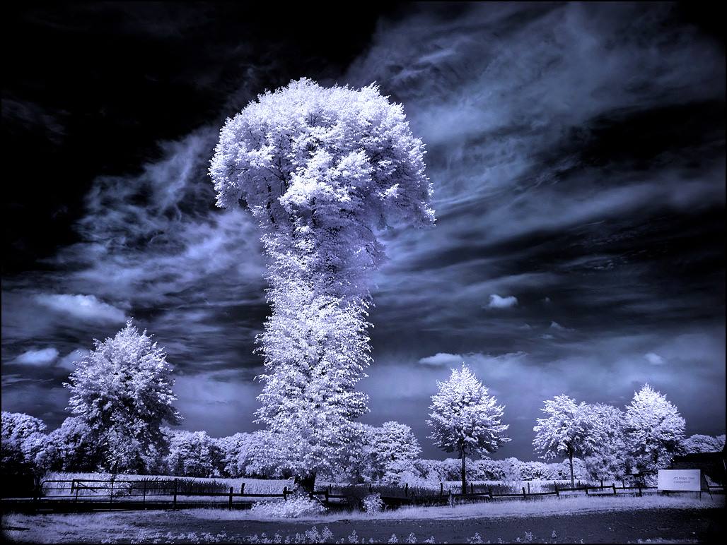 Infrared Photography of Nature - XciteFun.net