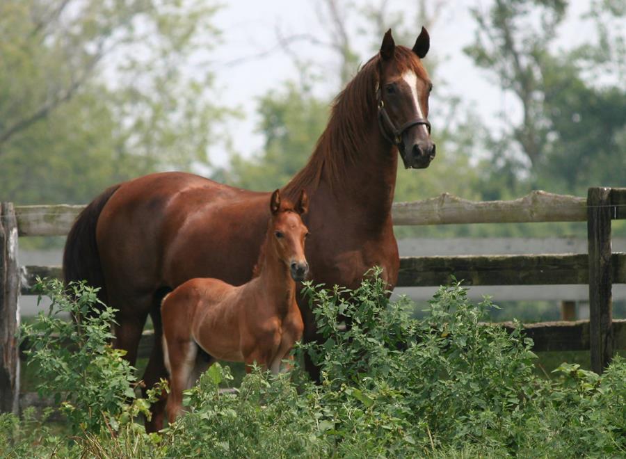 Baby Horse with Mother