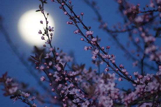 Amazing Moon and Cherry Blossoms - XciteFun.net