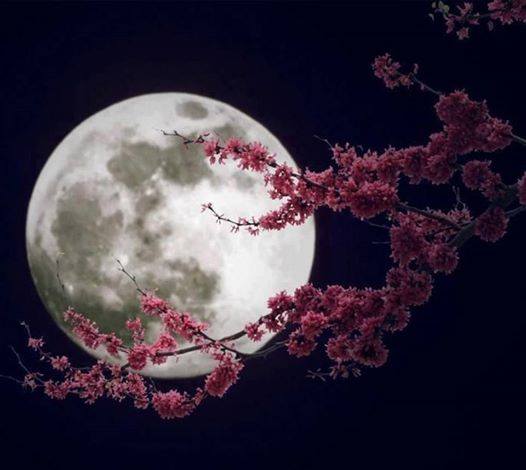 Amazing Moon and Cherry Blossoms - XciteFun.net