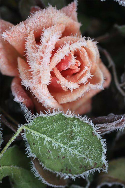 Beauty of Frozen Flowers - XciteFun.net