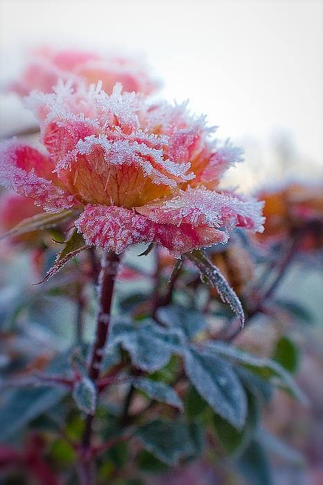 Beauty of Frozen Flowers - XciteFun.net