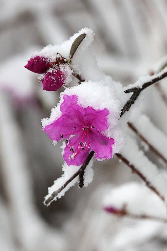 Beauty of Frozen Flowers