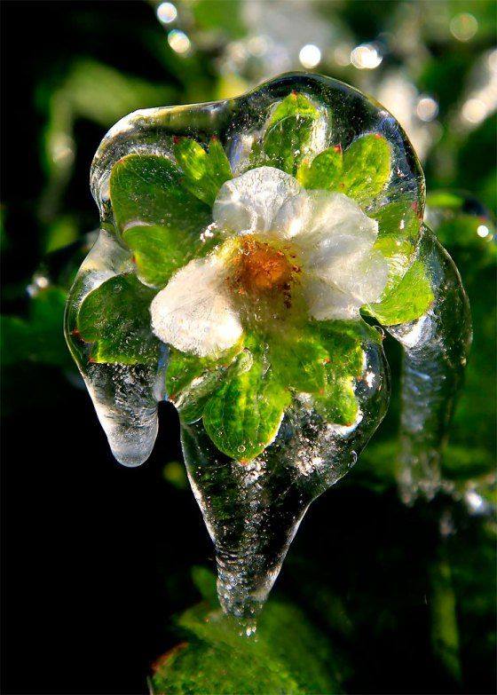 Beauty of Frozen Flowers - XciteFun.net