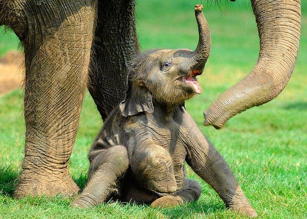 Cute Baby Elephant - XciteFun.net