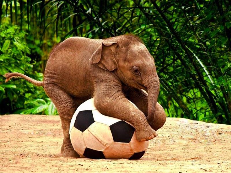 Cute Baby Elephant - XciteFun.net