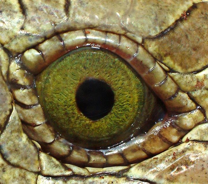 Closeup of Animal Eyes - XciteFun.net