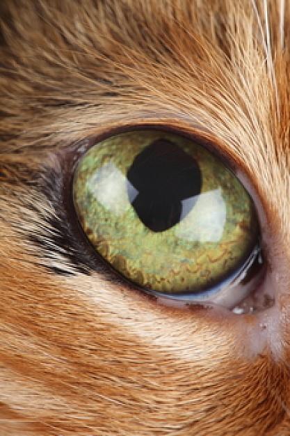 Closeup of Animal Eyes - XciteFun.net