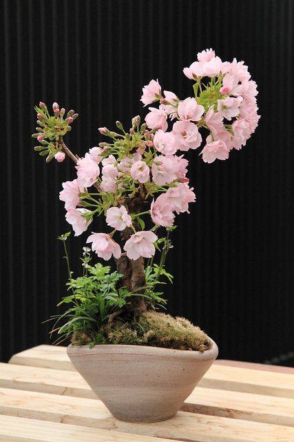 Cherry Blossom Bonsai Care Instructions - XciteFun.net