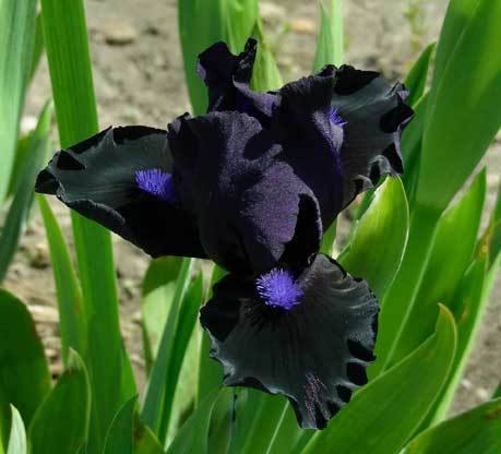 Natural Black Flowers - XciteFun.net