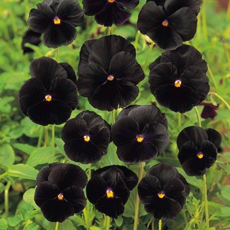 Natural Black Flowers - XciteFun.net