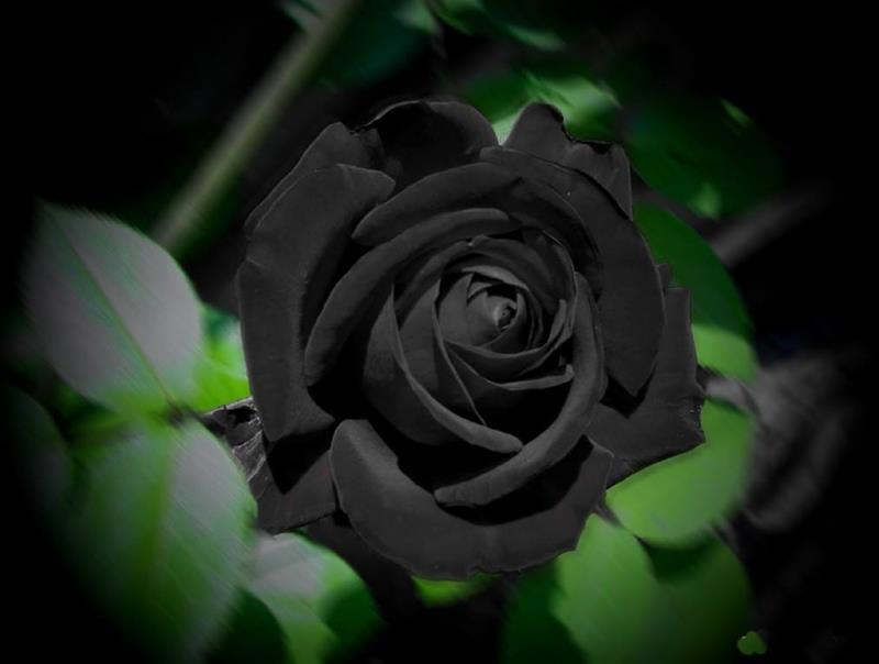 Natural Black Flowers - XciteFun.net