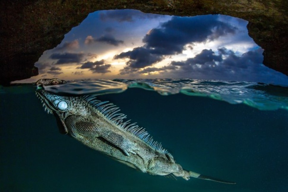 NatGeo Wildlife Photography Wonders Of 2014 - XciteFun.net