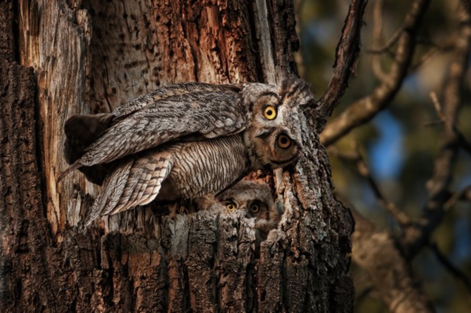 NatGeo Wildlife Photography Wonders of 2014 - XciteFun.net