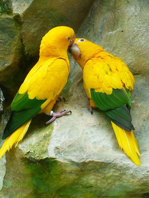 Romantic Birds Couple - XciteFun.net