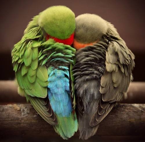 Romantic Birds Couple