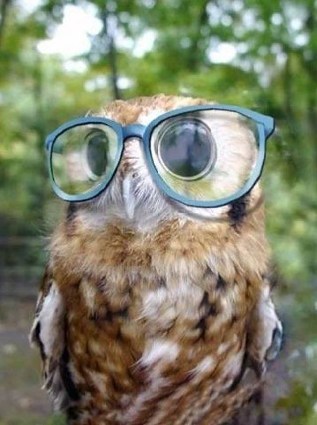 Animals Wearing Glasses Looking Super Cute - XciteFun.net