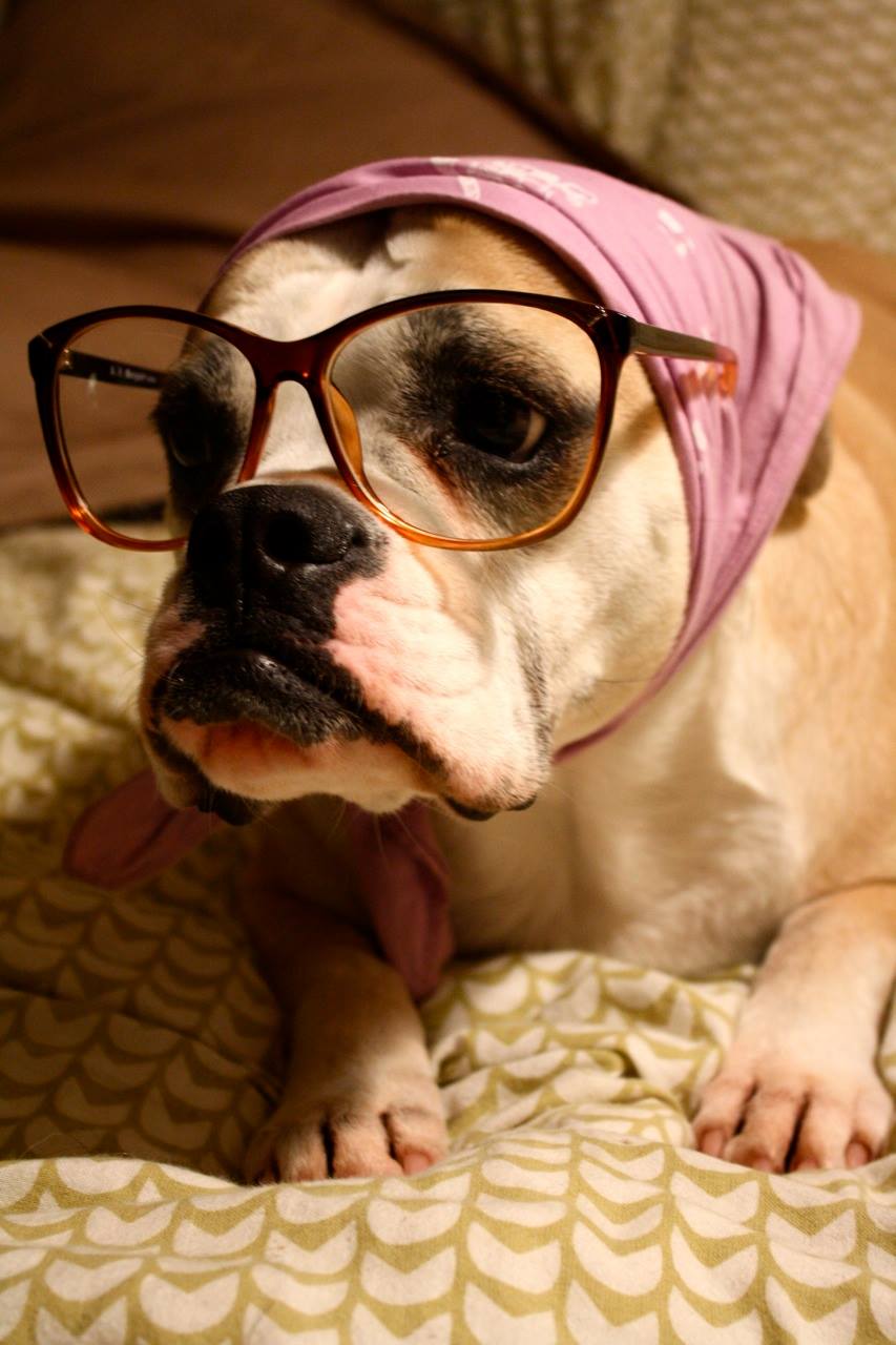 Animals Wearing Glasses Looking Super Cute