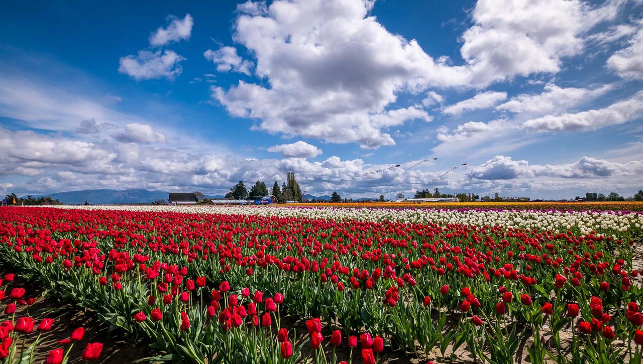 Tour To Skagit Valley Washington - Valley Of Flowers - XciteFun.net