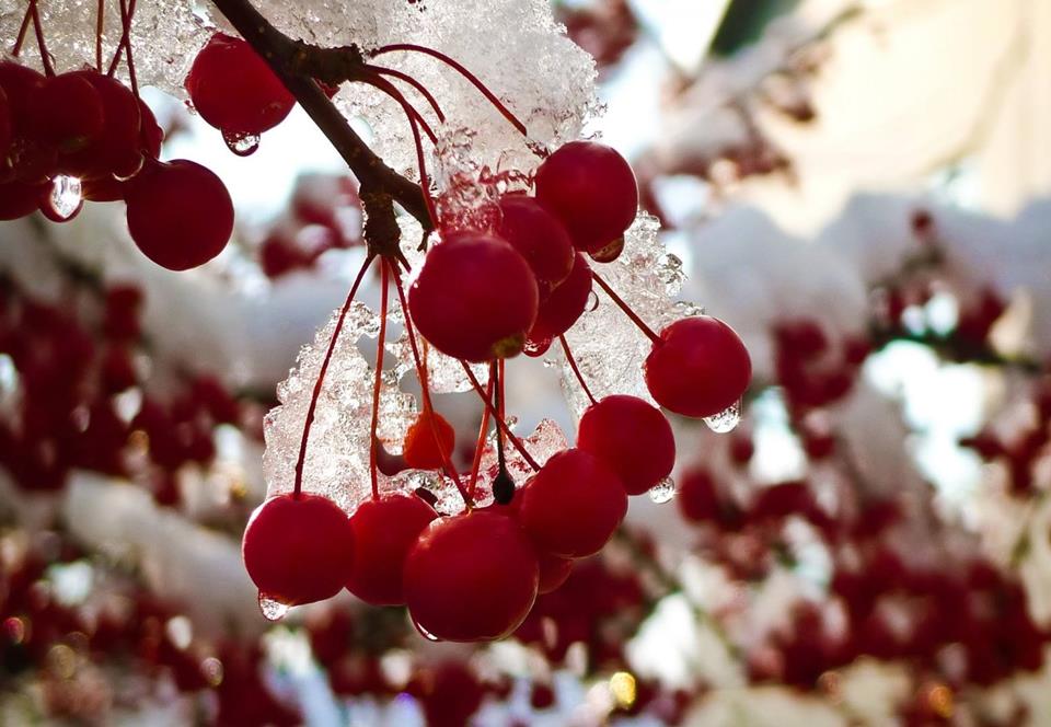 Red Berries Covered In Snow - XciteFun.net