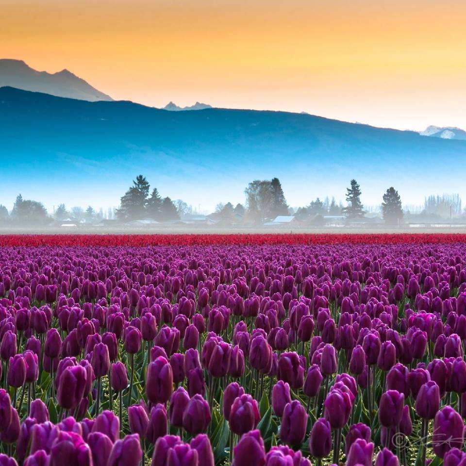 Walk Through The Tulip Fields of Skagit Valley - XciteFun.net