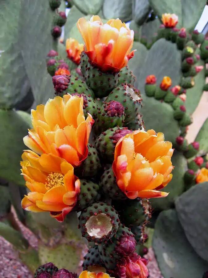 Blooming Cactus Flowers - XciteFun.net