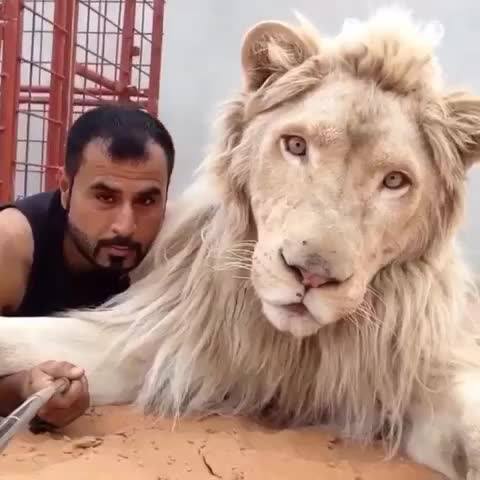 Crazy Selfie with Lions - XciteFun.net