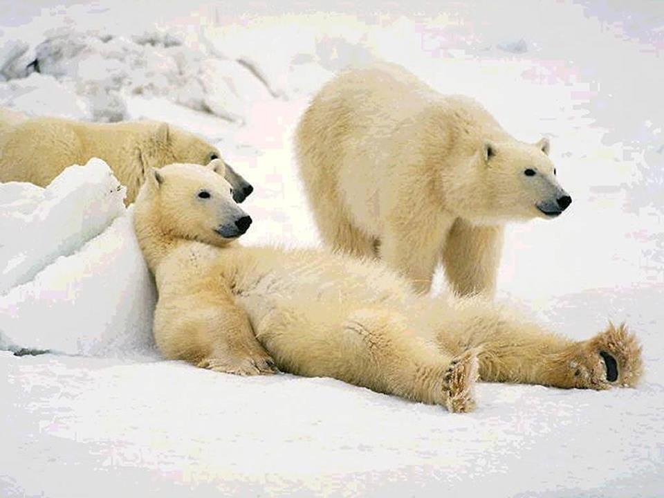 Relax Just Like These Animals - XciteFun.net