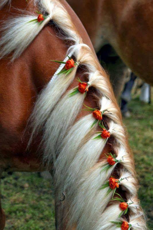 Cool Hairstyles For Horses - XciteFun.net