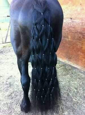 Cool Hairstyles For Horses - XciteFun.net