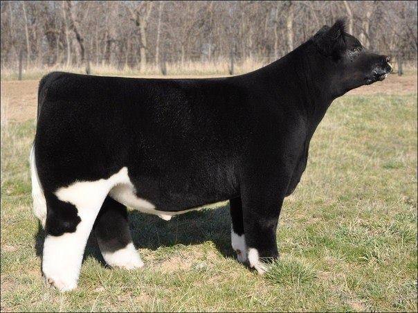 Amazing Fluffy Cows of Iowa - XciteFun.net