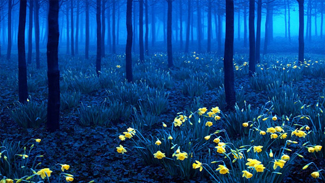 Visit To Black Forest Germany - XciteFun.net