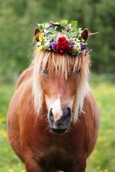 Animals with Crown of Flowers - XciteFun.net