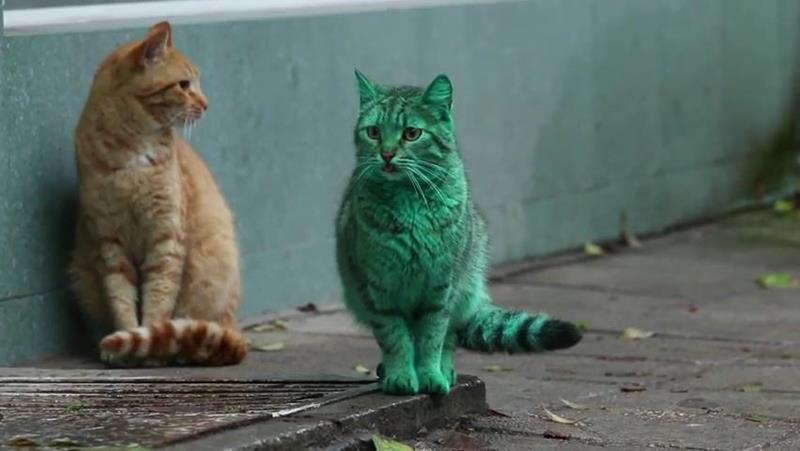 Green Cat of Bulgaria - XciteFun.net