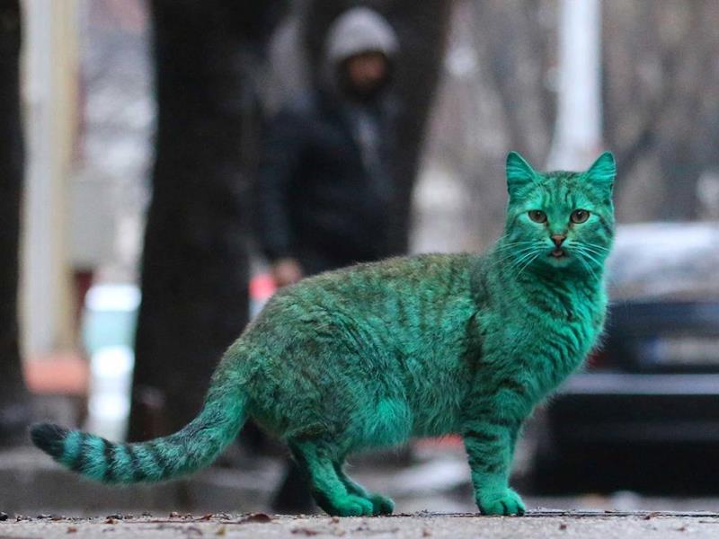 Green Cat of Bulgaria - XciteFun.net