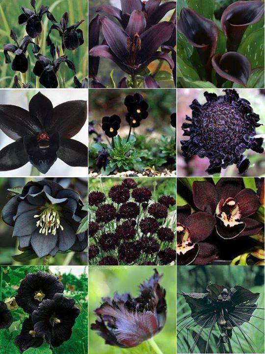 Beauty of Black Flowers - XciteFun.net
