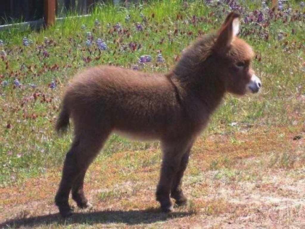 Cute Baby Donkey - XciteFun.net