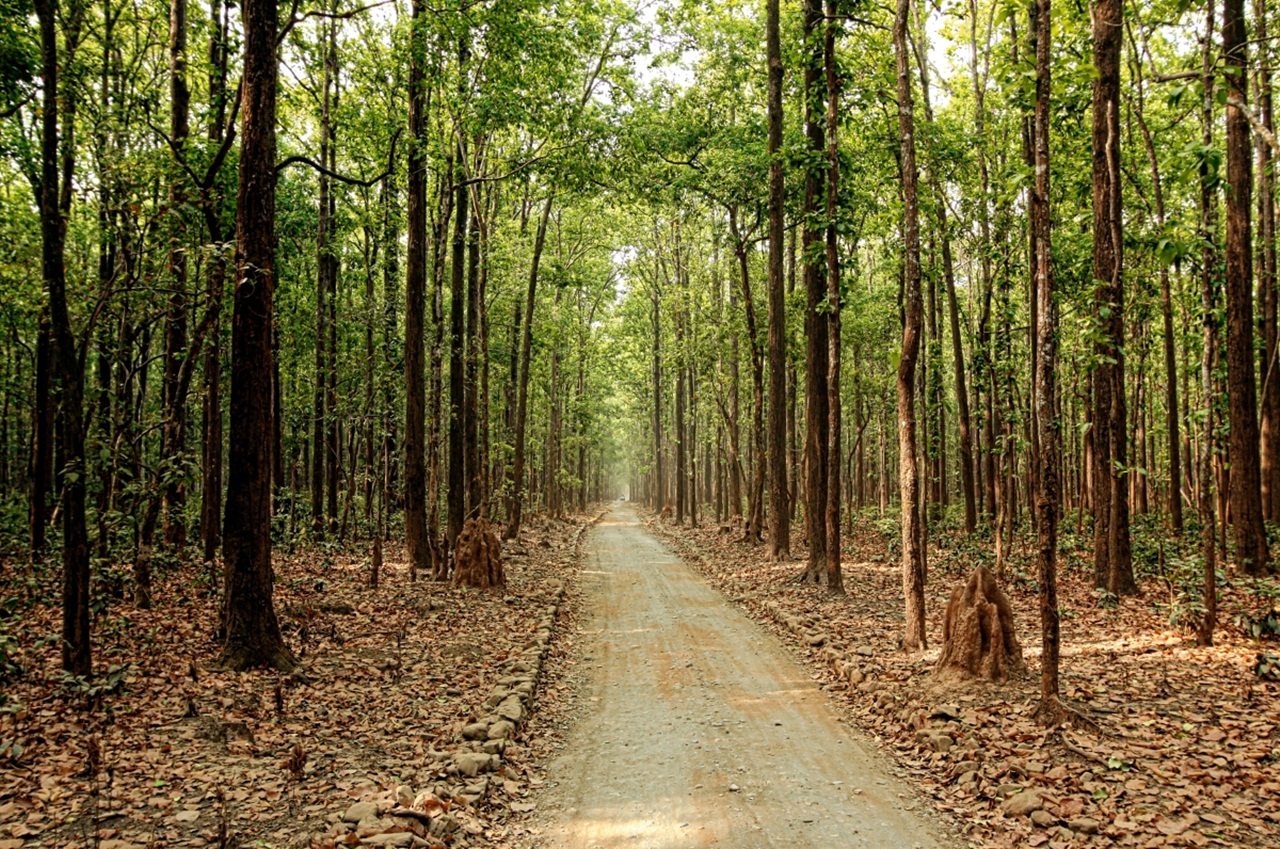 Travel Guide To Jim Corbett National Park India - XciteFun.net