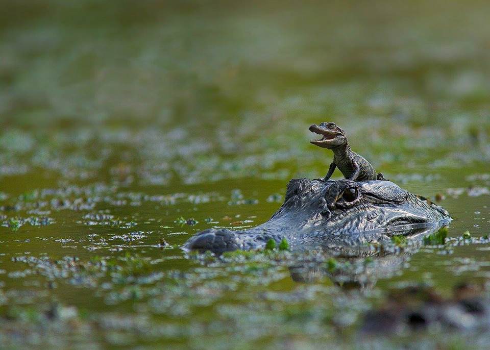 Cute Baby Crocodile - XciteFun.net