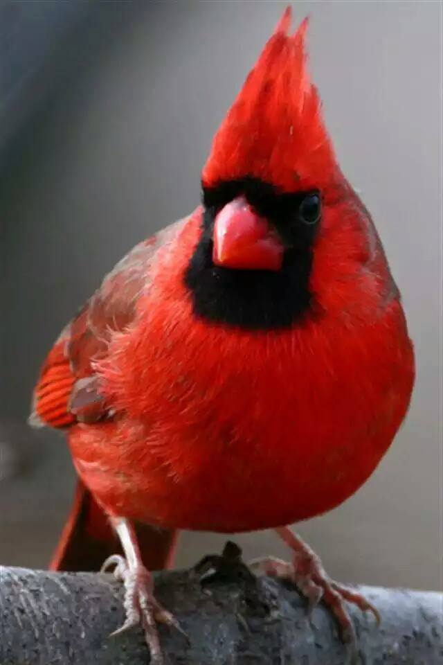 Cardinals Beautiful Bird in RED - XciteFun.net